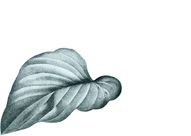 Layer